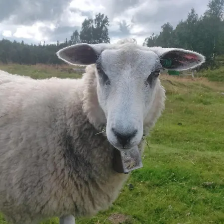 Villmarksgard Tommerstue